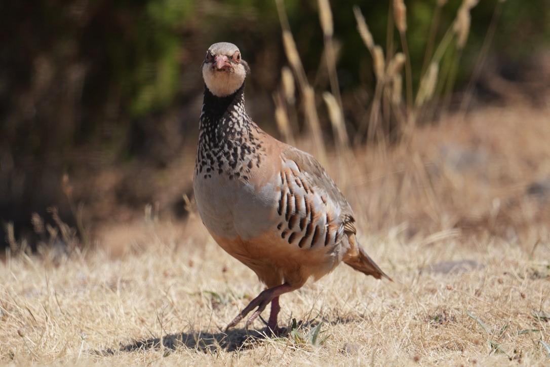 Red-legged Partridge - ML640289538