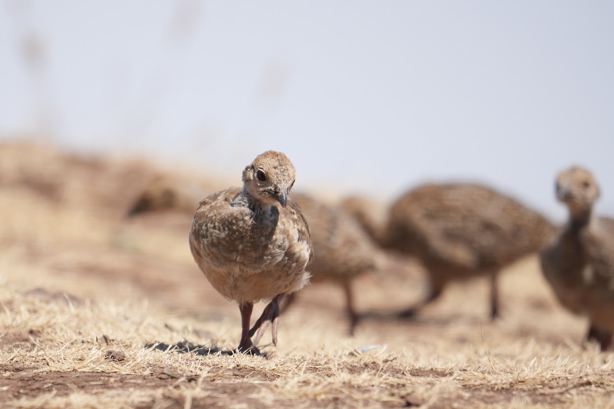 Red-legged Partridge - ML640289539