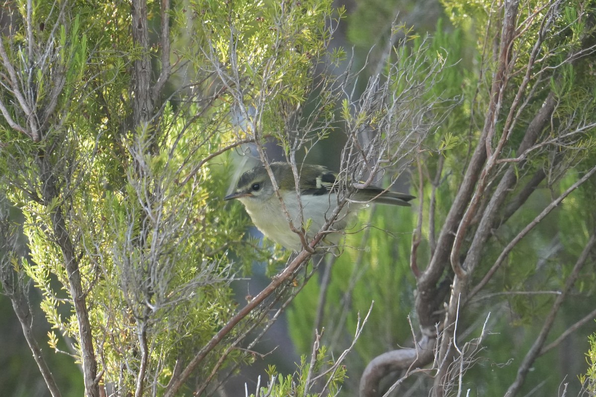 Madeira Firecrest - ML640289563