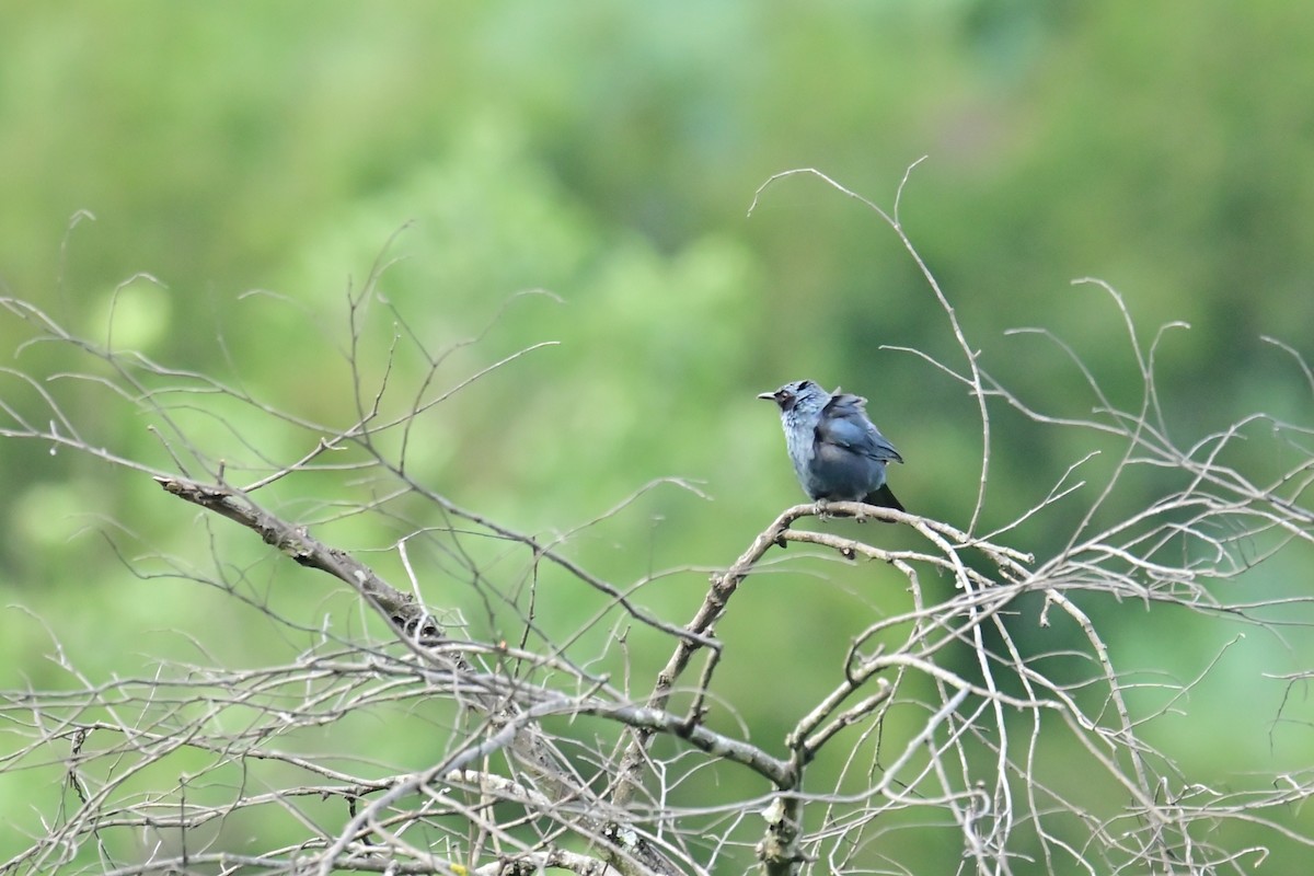 Blue Mockingbird - ML640289598
