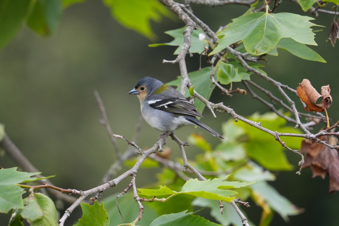Madeira Chaffinch - ML640289599