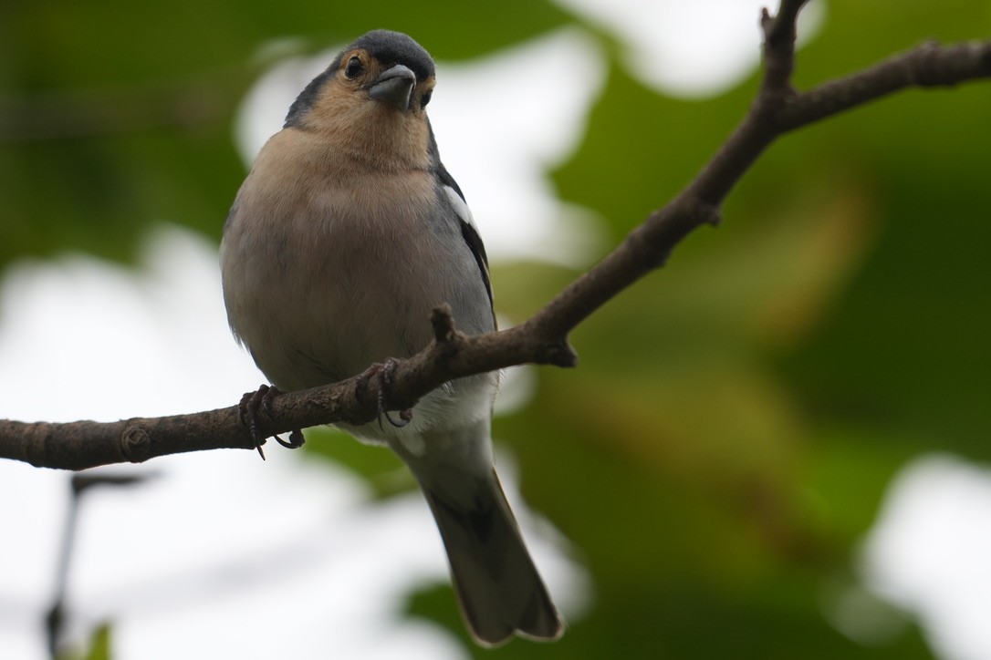 Madeira Chaffinch - ML640289600