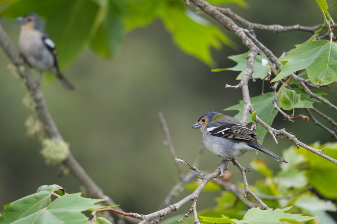Madeira Chaffinch - ML640289601