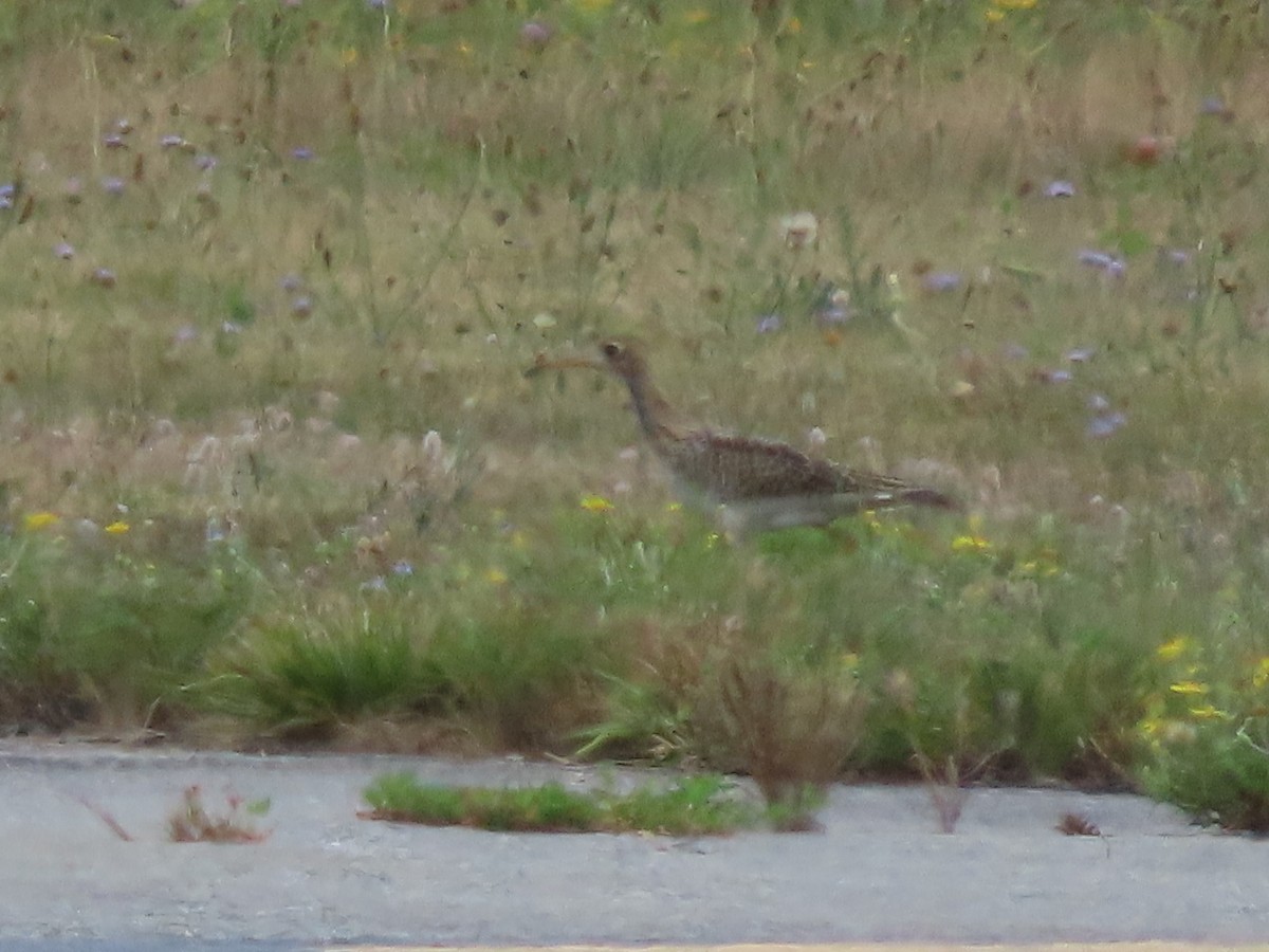 Upland Sandpiper - ML640289761