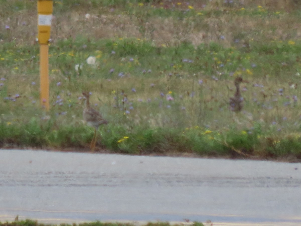Upland Sandpiper - ML640289762