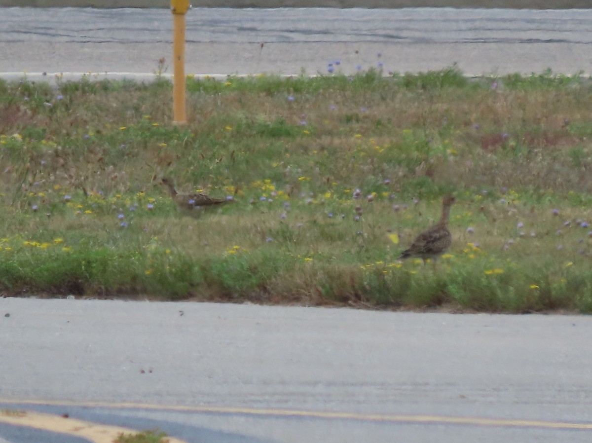 Upland Sandpiper - ML640289763