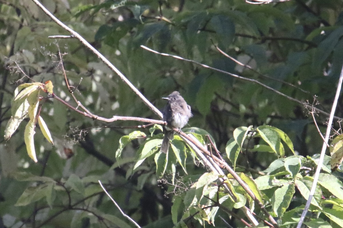 Black Phoebe - ML640289780