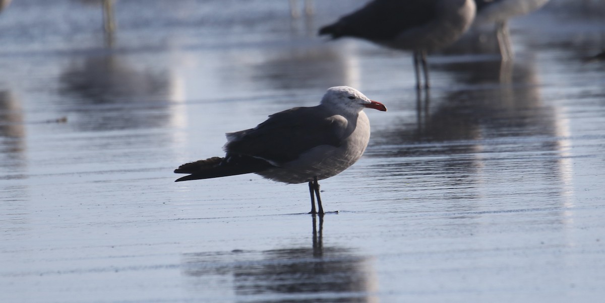 Heermann's Gull - ML640289785