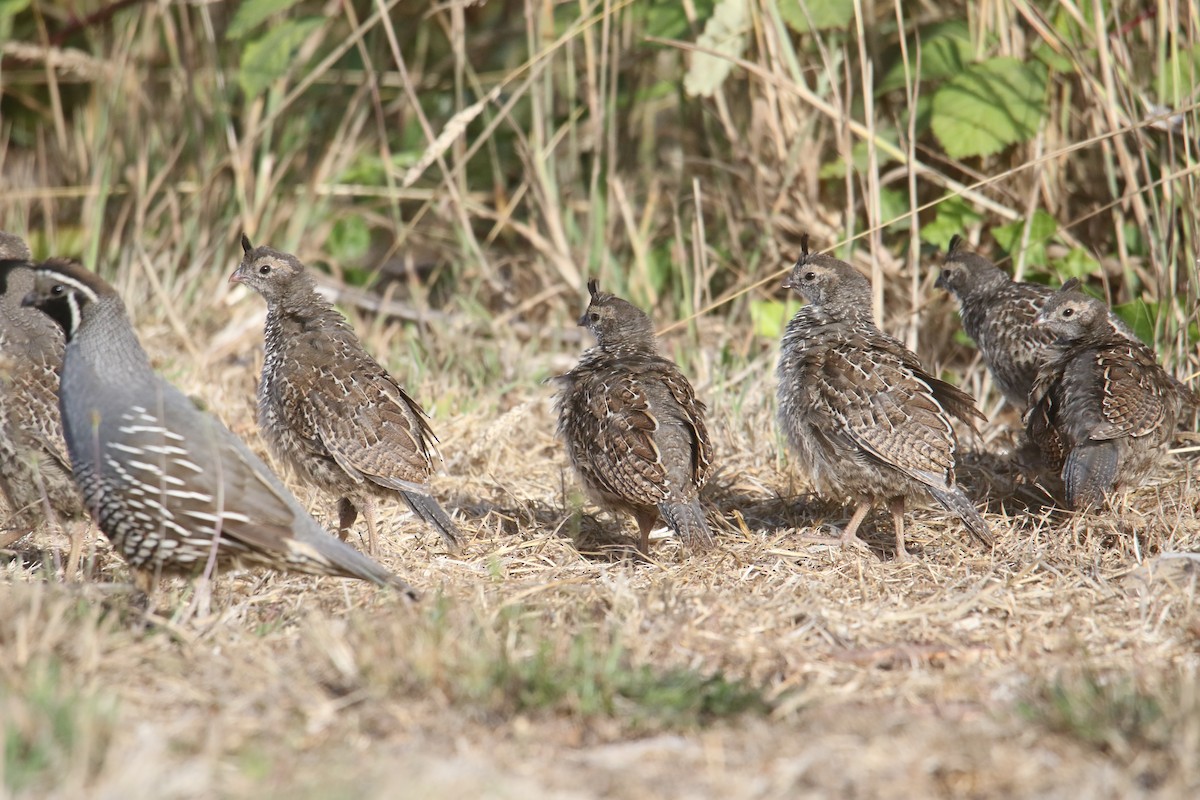 California Quail - ML640289789