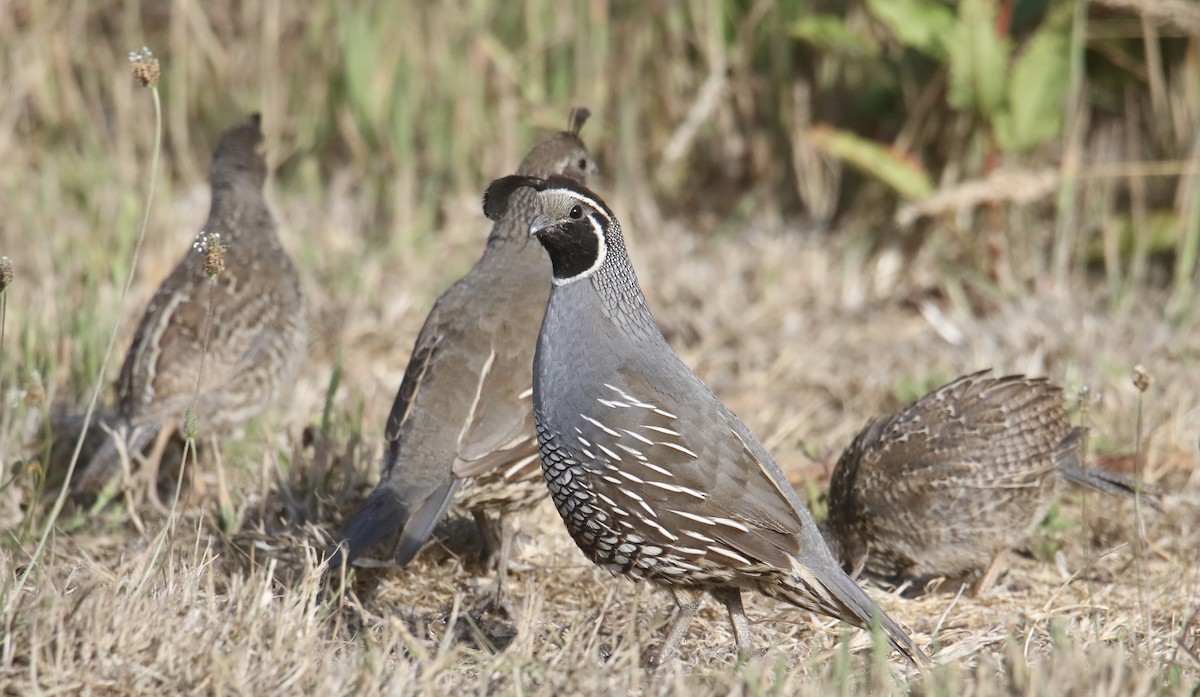 California Quail - ML640289791