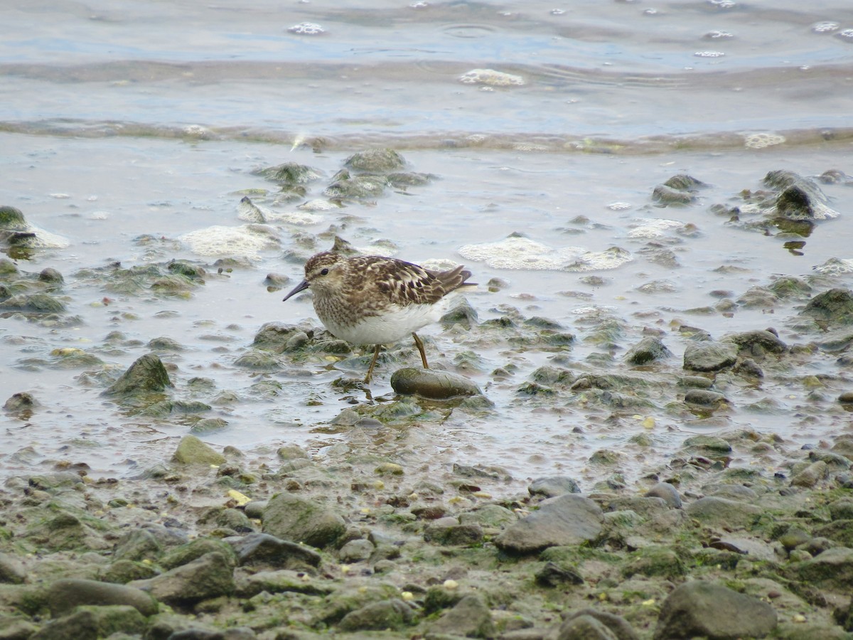 Least Sandpiper - ML640289870
