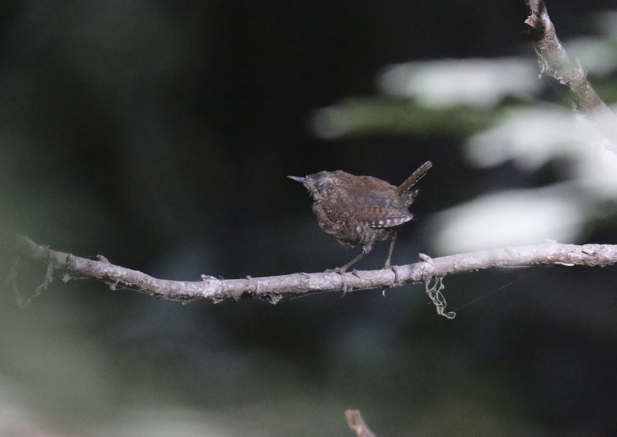 Pacific Wren - ML640289899