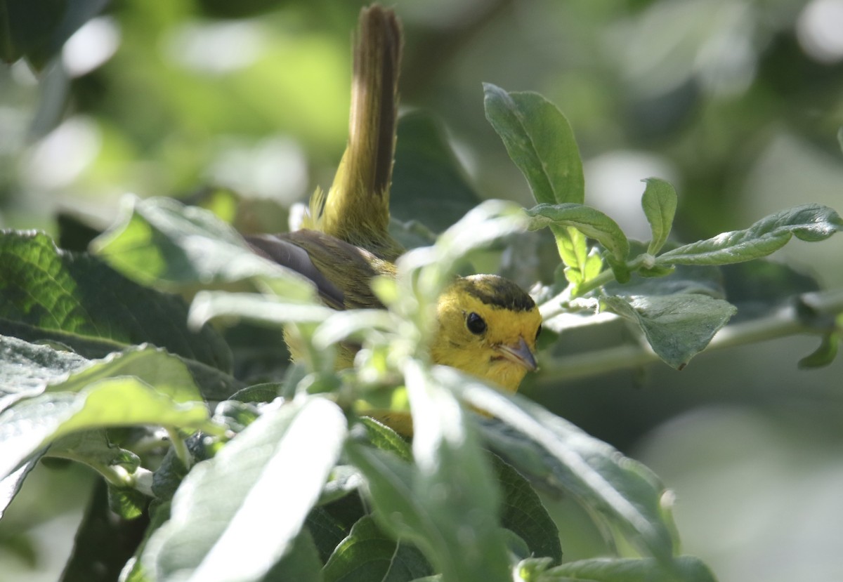 Wilson's Warbler - ML640289938