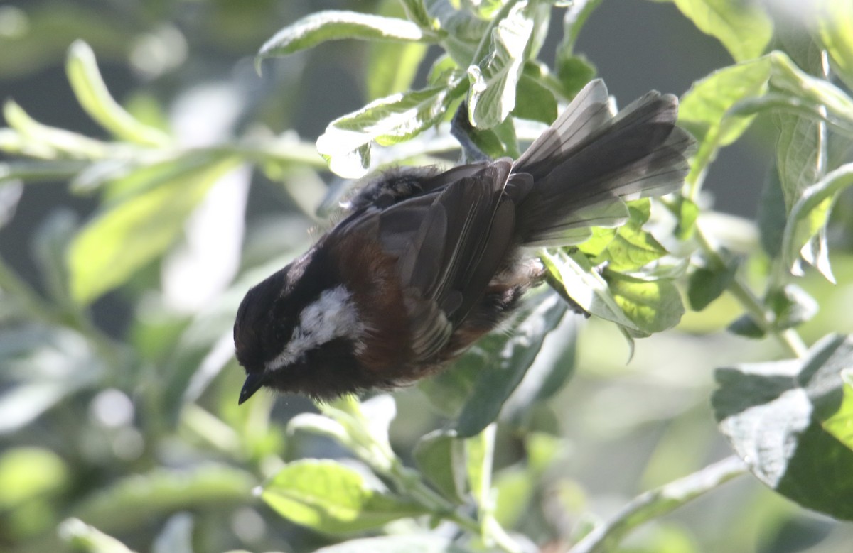 Chestnut-backed Chickadee - ML640289944