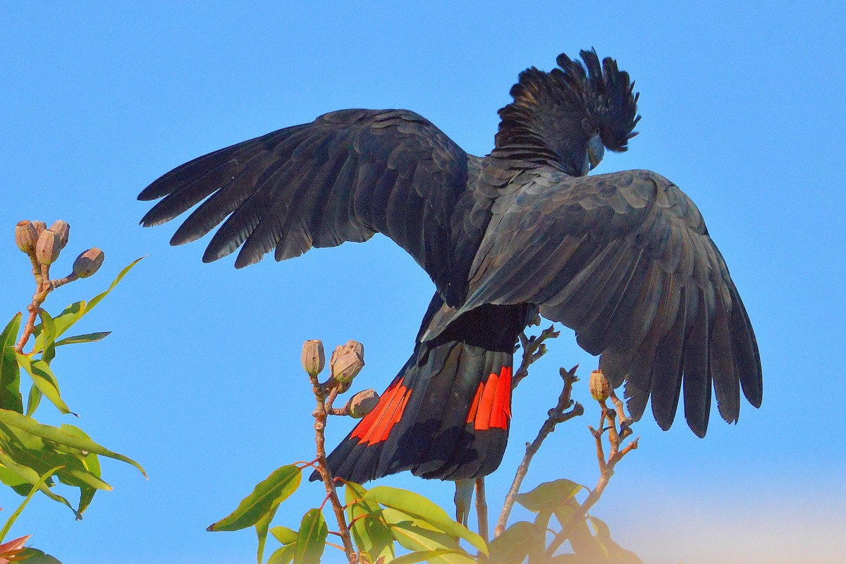 Red-tailed Black-Cockatoo - ML640289962