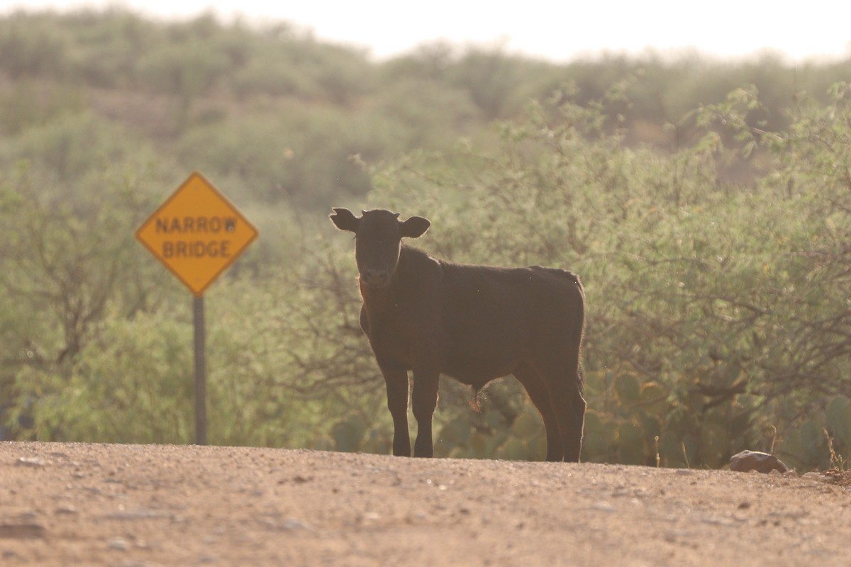 Mammals - ML640290009