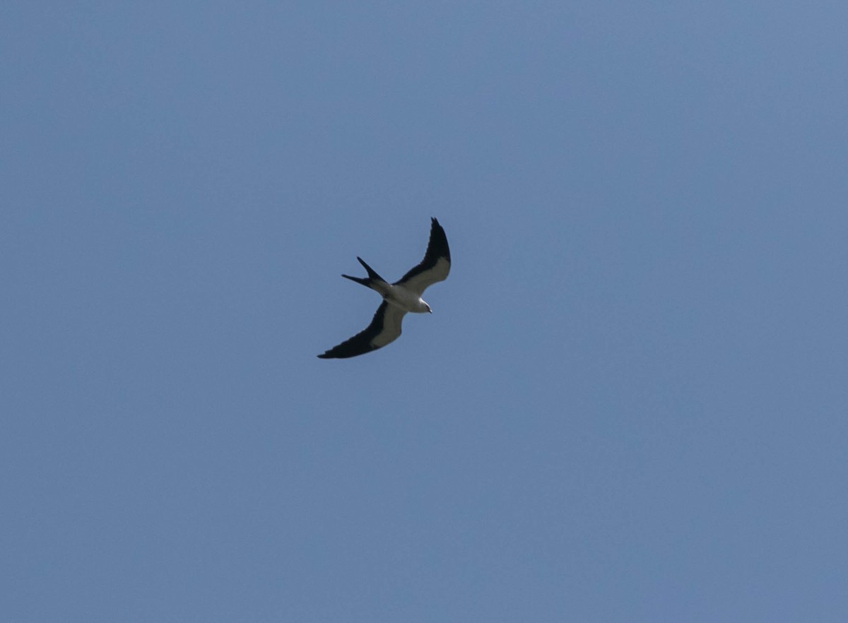 Swallow-tailed Kite - ML640290020