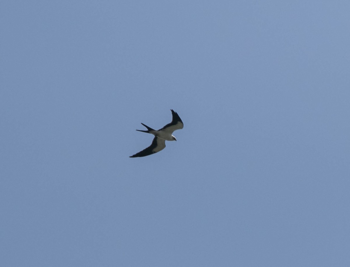 Swallow-tailed Kite - ML640290021
