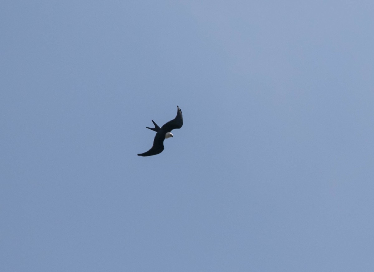 Swallow-tailed Kite - ML640290022