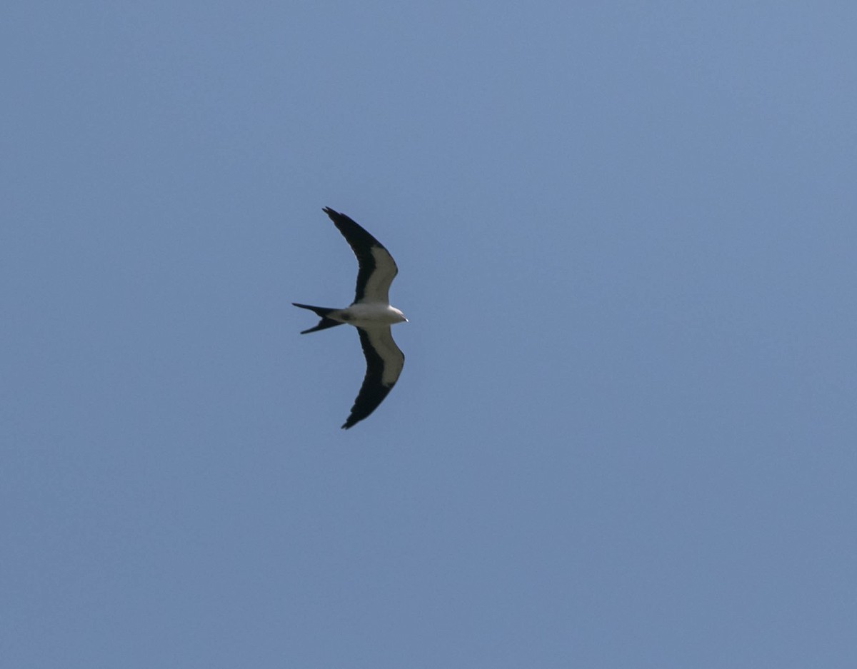 Swallow-tailed Kite - ML640290023