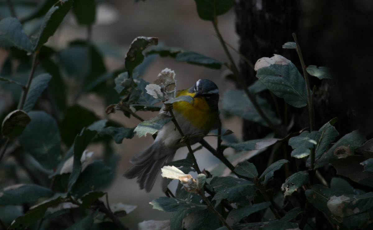 Crescent-chested Warbler - ML640290025