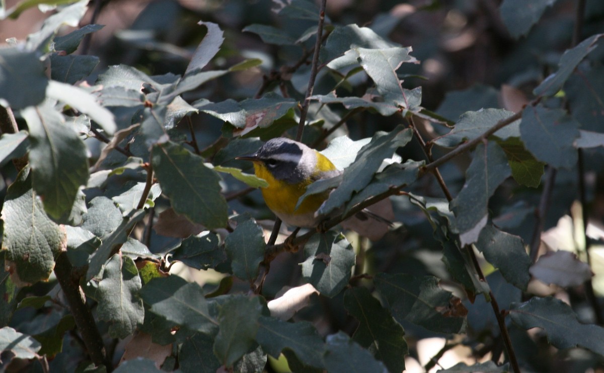 Crescent-chested Warbler - ML640290026