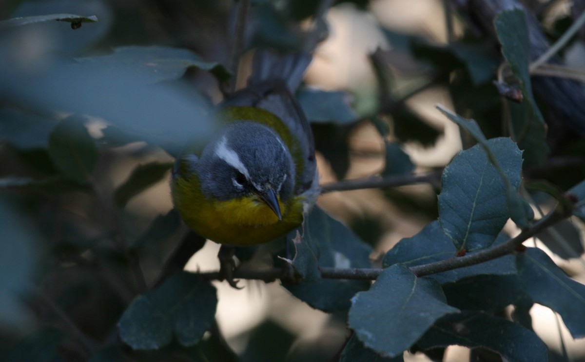 Crescent-chested Warbler - ML640290027