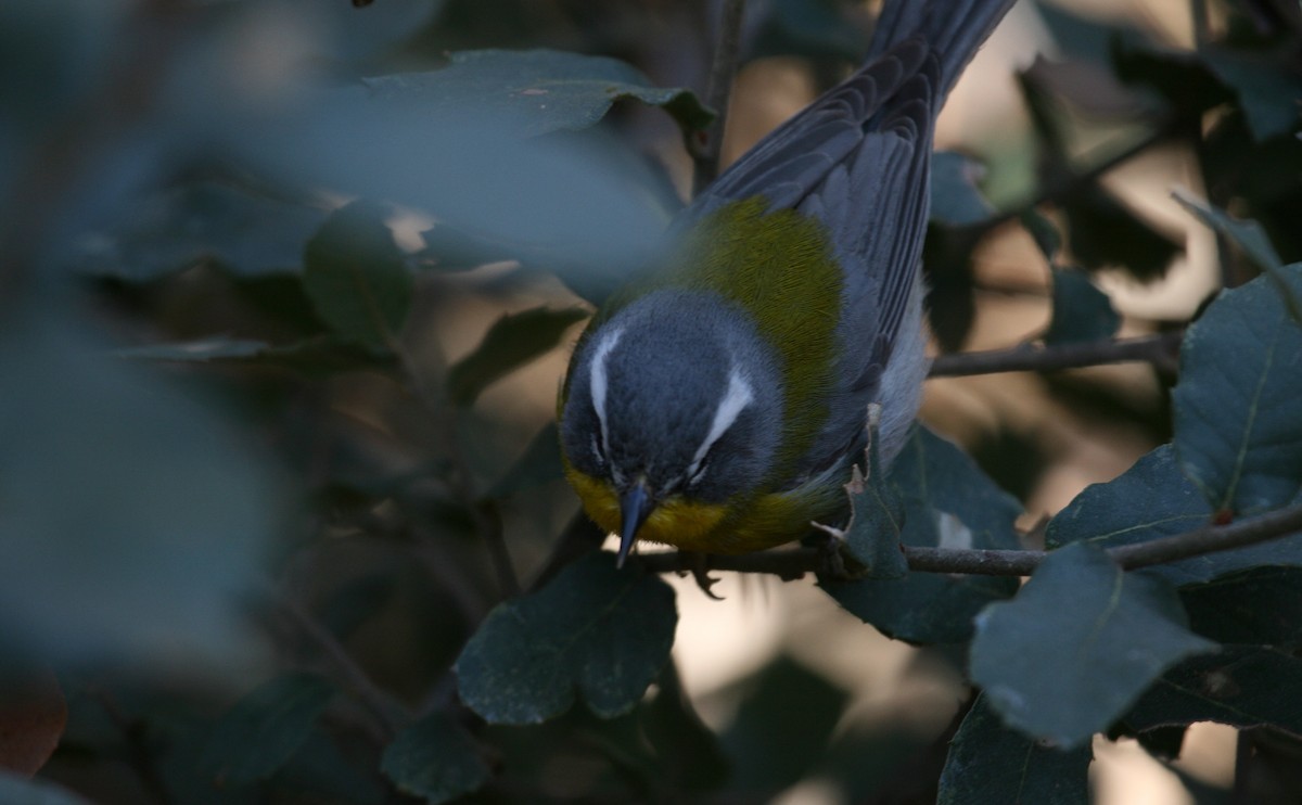 Crescent-chested Warbler - ML640290028