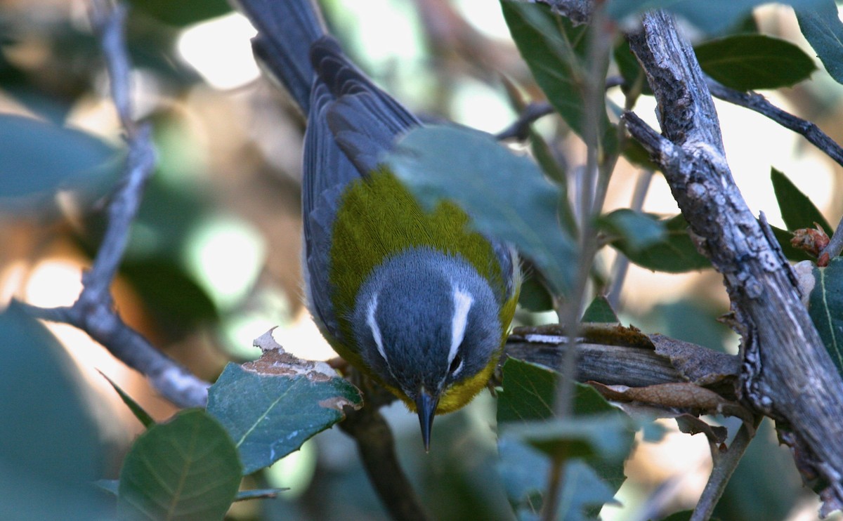 Crescent-chested Warbler - ML640290029
