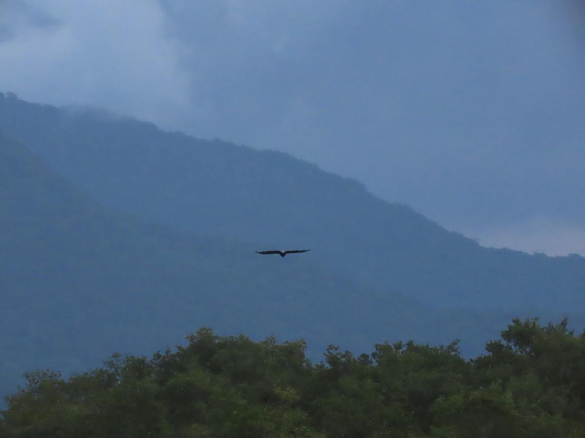 Great Black Hawk - ML640290039