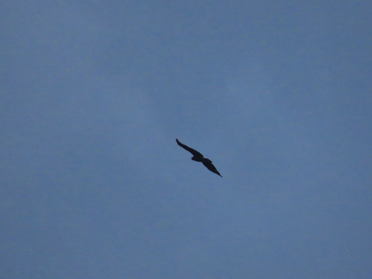 Great Black Hawk - ML640290040