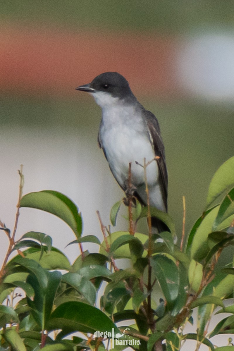 Eastern Kingbird - ML640290041
