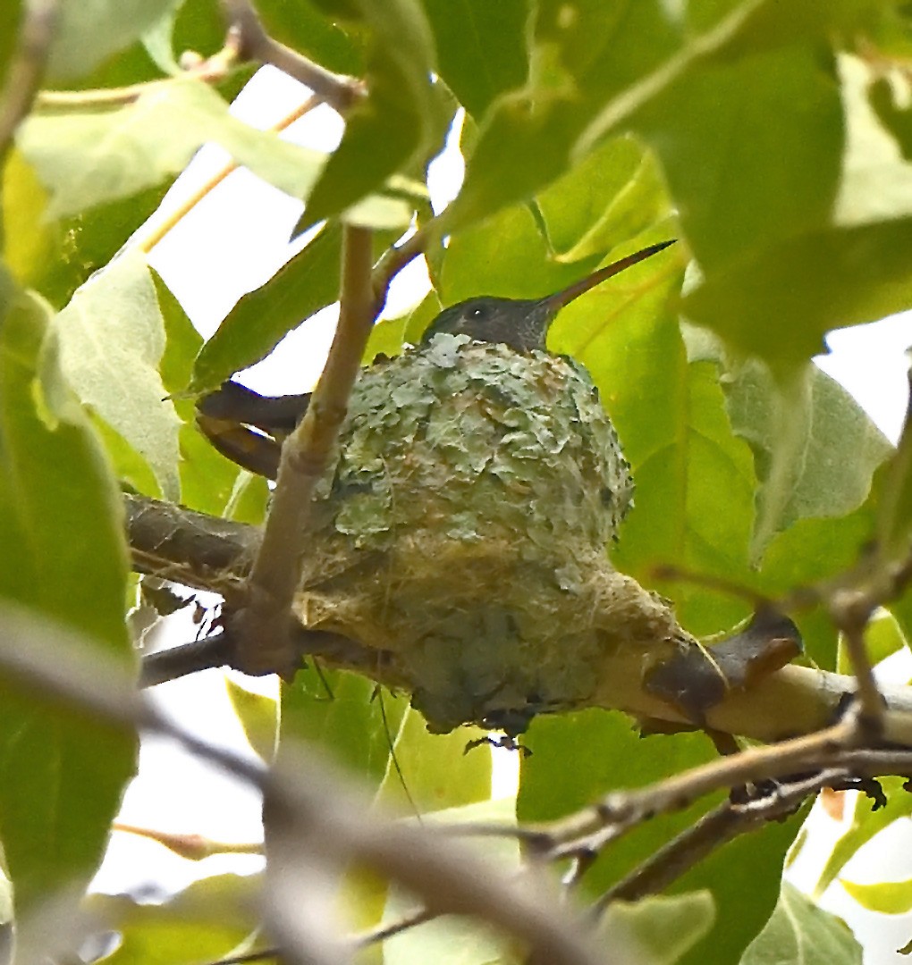 Berylline Hummingbird - ML640290055