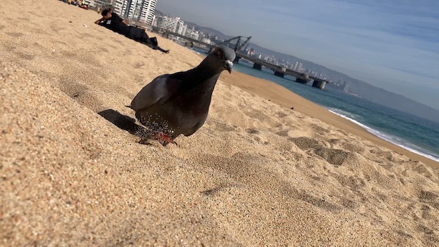 Rock Pigeon (Feral Pigeon) - ML640290058