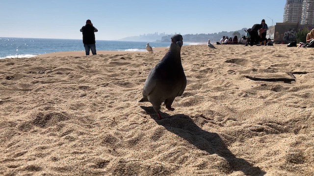 Rock Pigeon (Feral Pigeon) - ML640290059