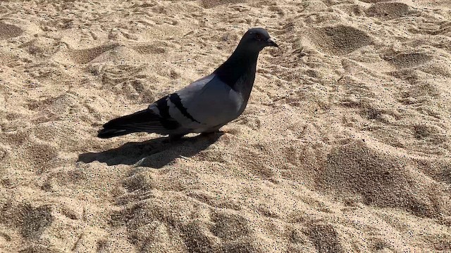 Rock Pigeon (Feral Pigeon) - ML640290060