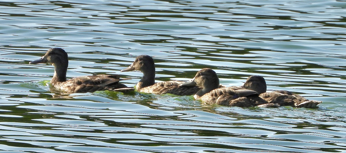 American Black Duck - ML640290063
