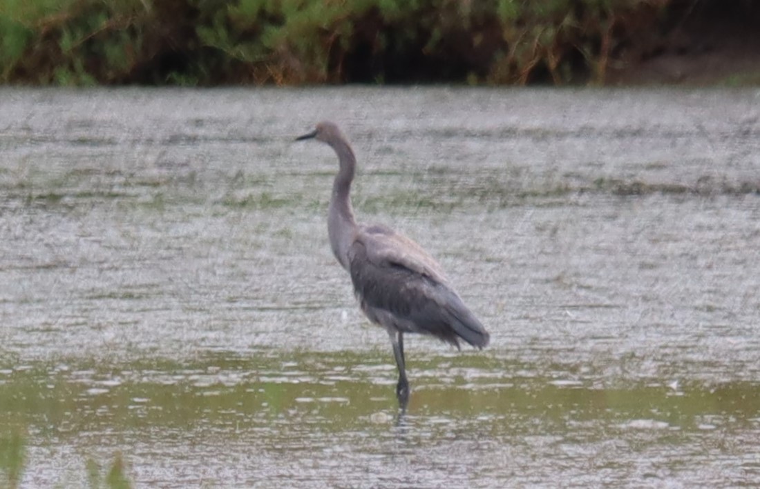 Reddish Egret - ML640290094