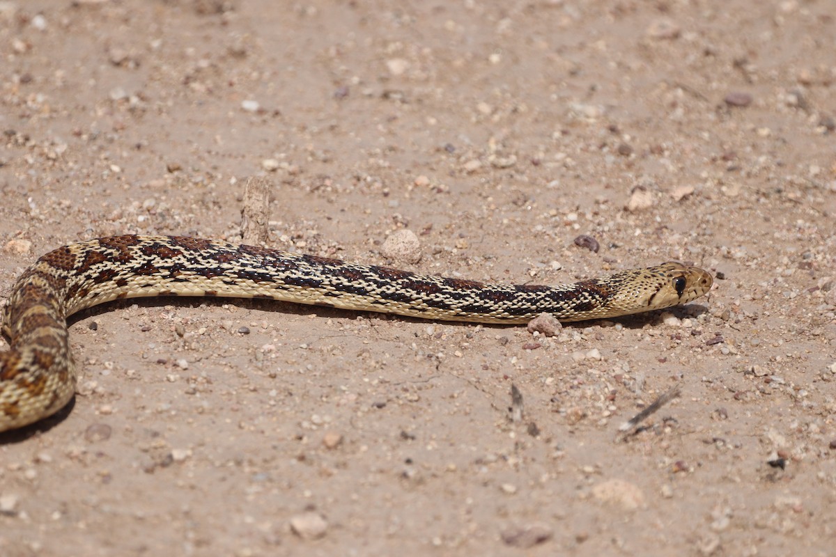 Gopher Snake - ML640290096