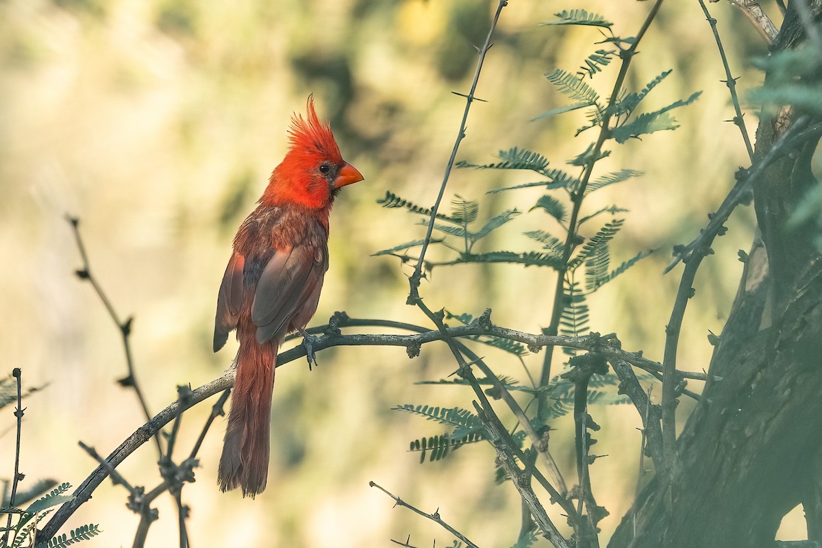 Cardinal rouge - ML640290167