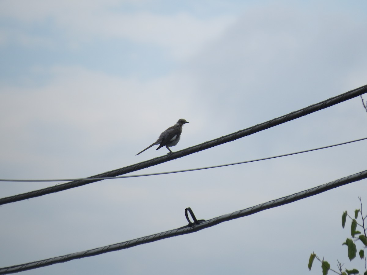 Northern Mockingbird - ML640290203