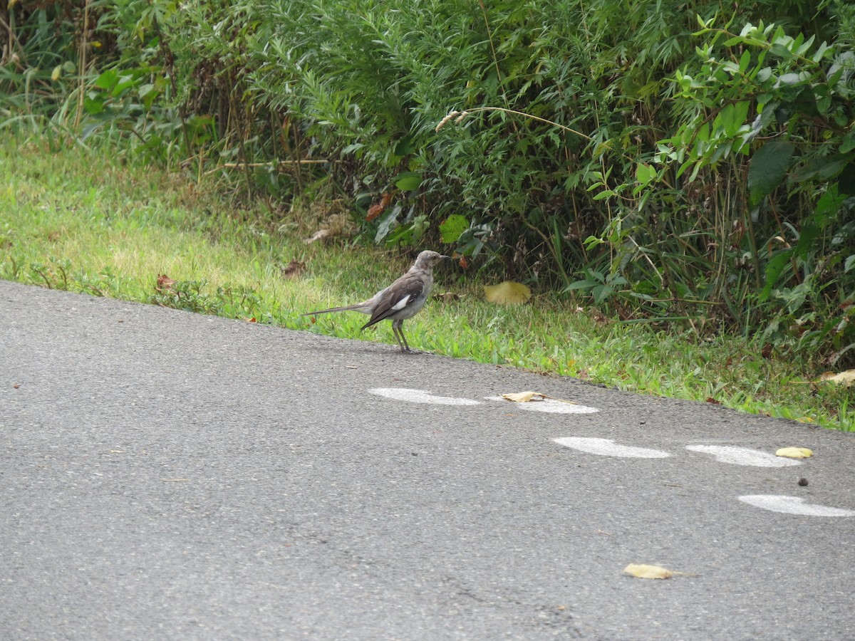 Northern Mockingbird - ML640290210