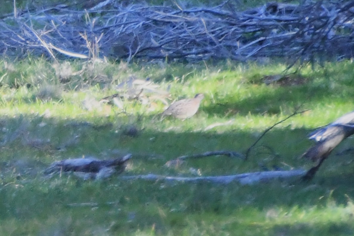 Painted Buttonquail - ML640290216
