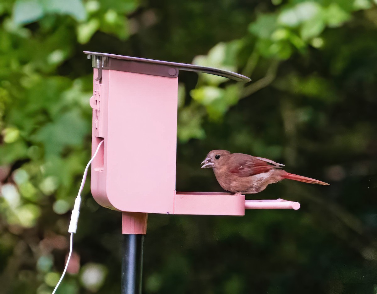 Cardinal rouge - ML640290247