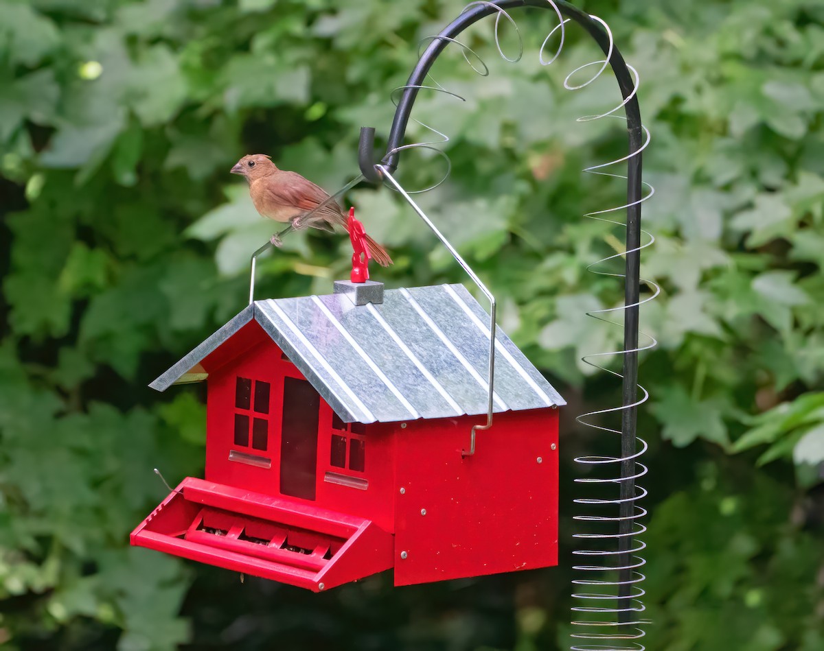 Cardinal rouge - ML640290257