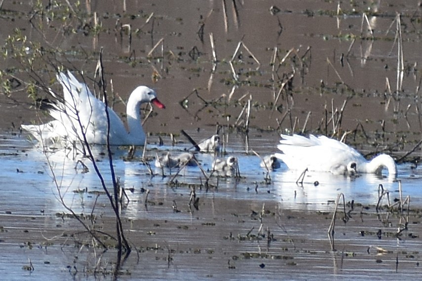 Coscoroba Swan - ML640290292