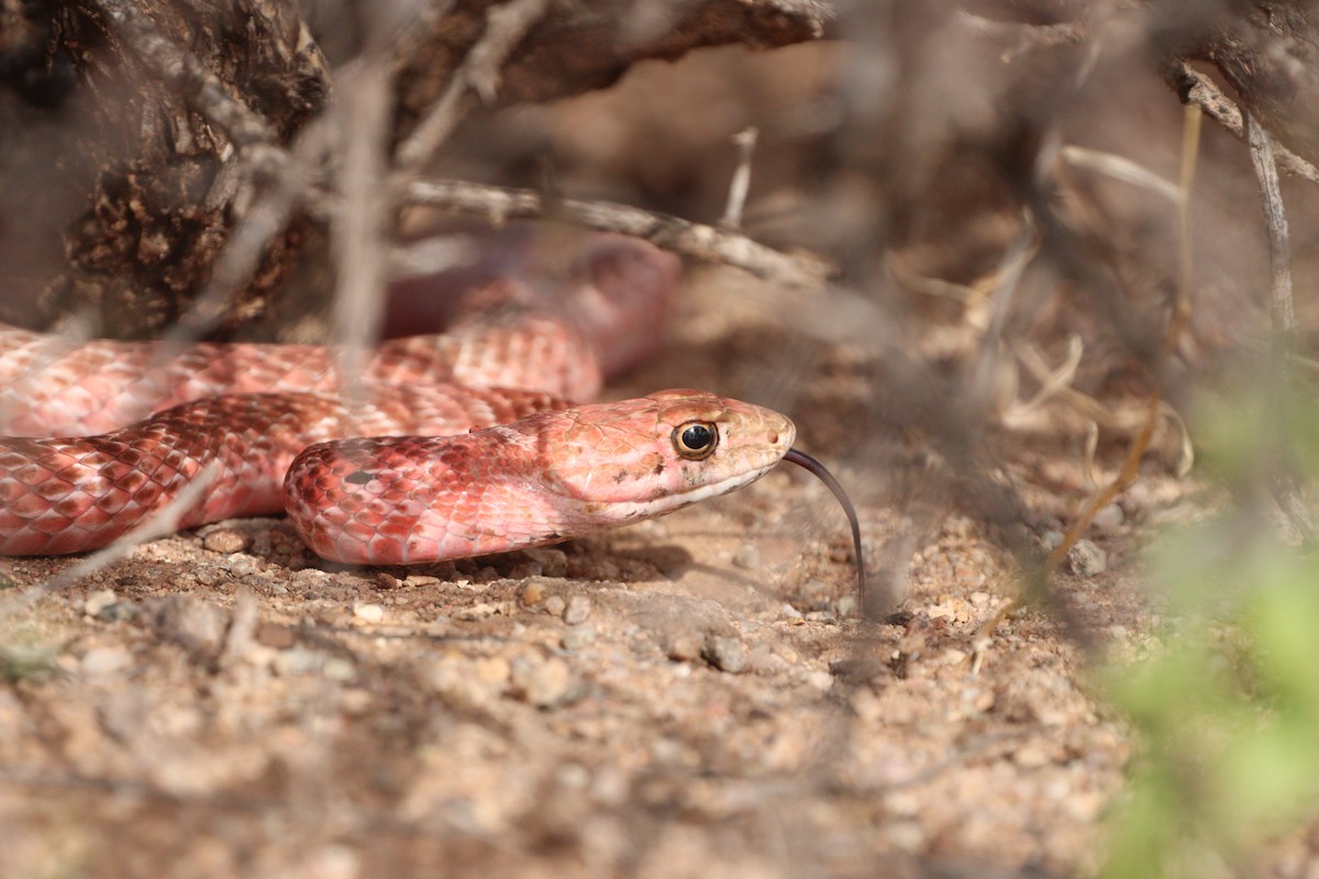 Red Coachwhip - ML640290362