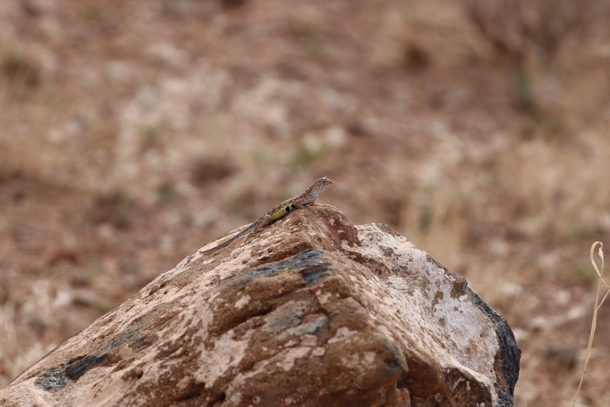 Reptiles - ML640290363