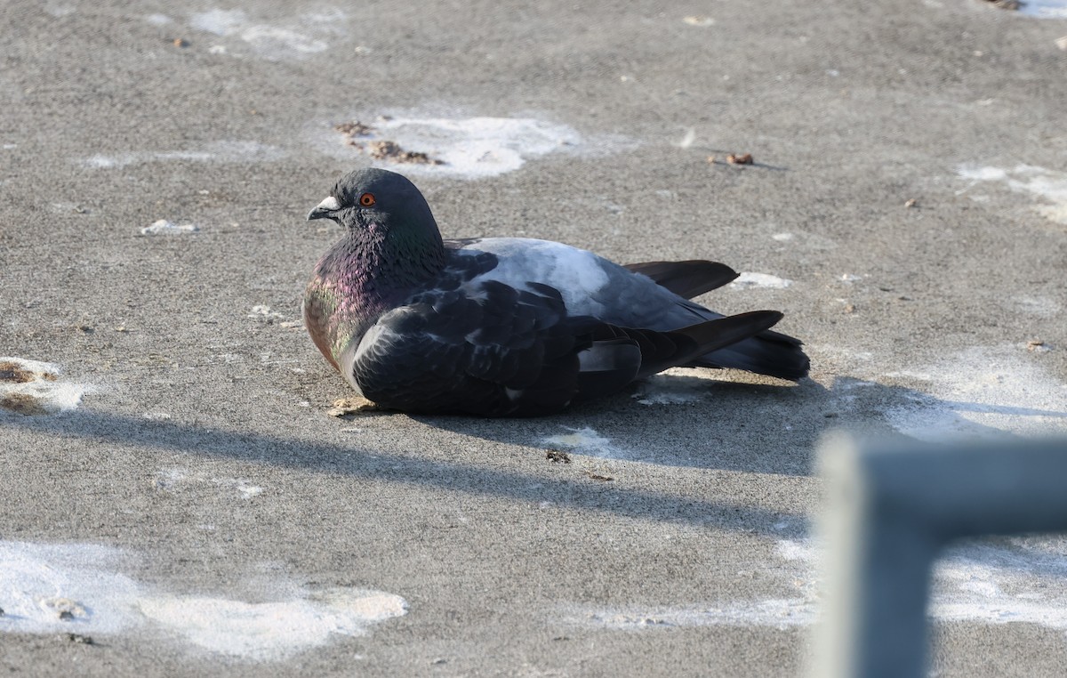 Rock Pigeon (Feral Pigeon) - ML640290375