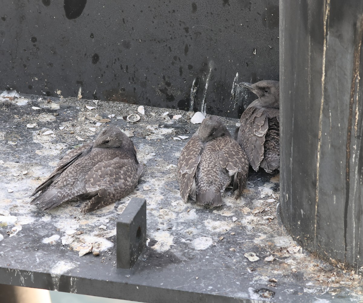 Glaucous-winged Gull - ML640290398